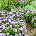Ageratum houstonianum 'Ville de Liege' (2)